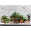 Mepp Wood Decorative Box