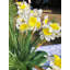 Arrangement floral en vase jonquille