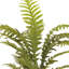 Fern Plant In Ceramic Vase