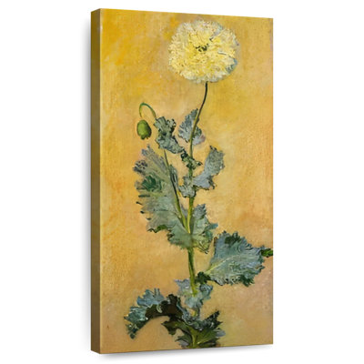 Coquelicot blanc