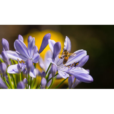 Petites fleurs mauves