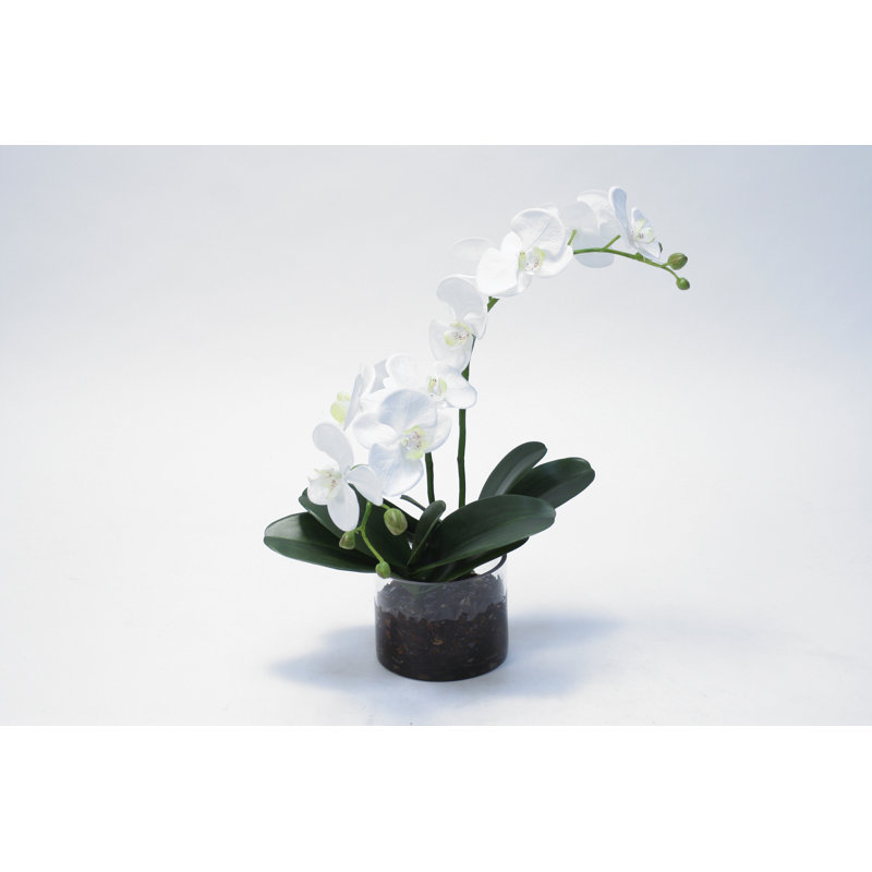 Arrangement floral orchidée phaleanopsis dans un vase en verre