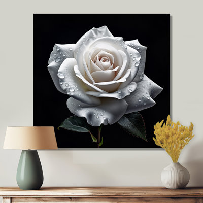 Blooming White Rose On Black - Rose, art mural
