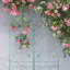 Paquet de 2, treillis de jardin en métal antirouille de 71 po x 19,7 po, support pour plantes d'extérieur, assemblage facile, structure, pour la gloire du matin, raisin, vignes de haricots 71 po x 19,7 po 2, porte-fleurs, matériau solide, vignes de lierre