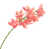 Rose corail sélectionné