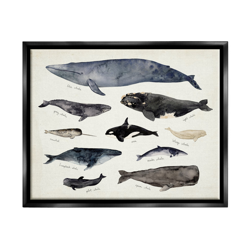 Art mural rétro sur toile, "Marine Life" par Victoria Barnes, Cadre flottant noir de jais, H 17 po x l 21 po x P 1,7 po