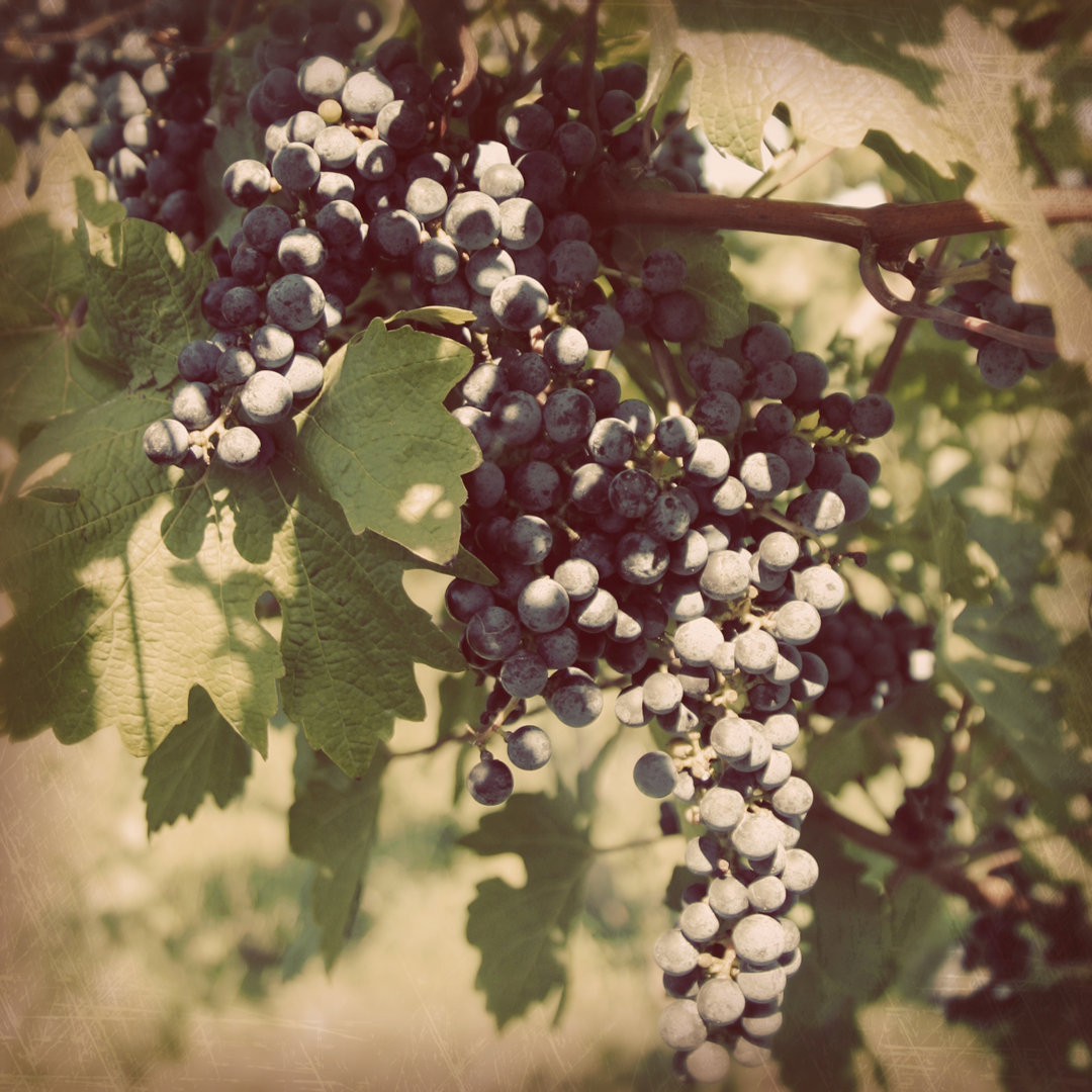 Leinwandbild Vintage Grape Vines IV von Jason Johnson