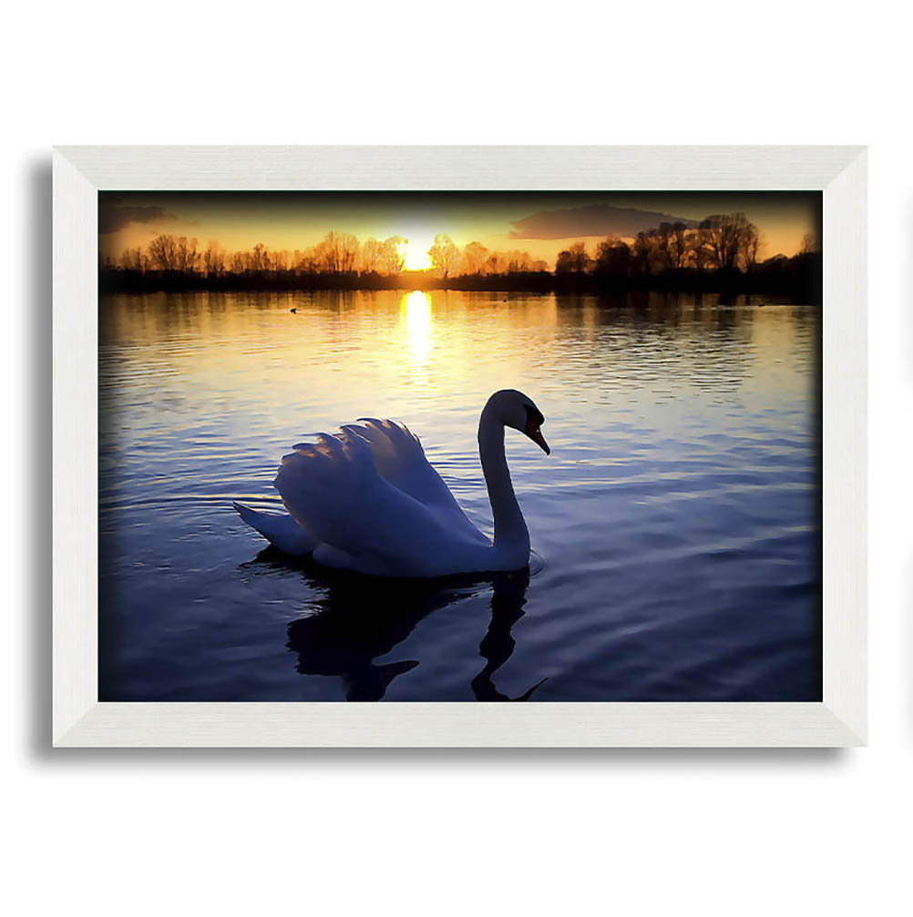 Gerahmtes Bild Lonely Swan