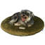 Lit rond / ovale pour chat-6347895