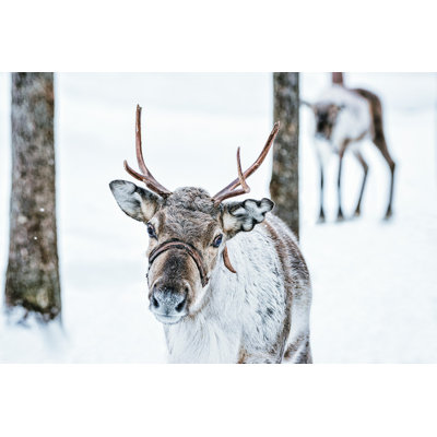 Brown Reindeer par Romanbabakin - Photographie sur toile tendue