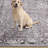 Kulas Oriental Machine Washable Gray Area Rug-180976370