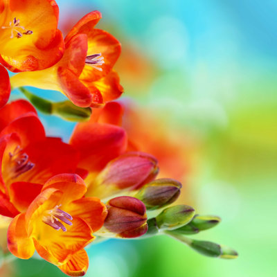 Spring Fresia Flowers - Photographie sur toile tendue