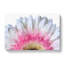 Petals Of A Pink And White Gerbera - Wrapped Canvas Painting-56638437