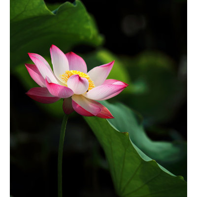 Nénuphar 1