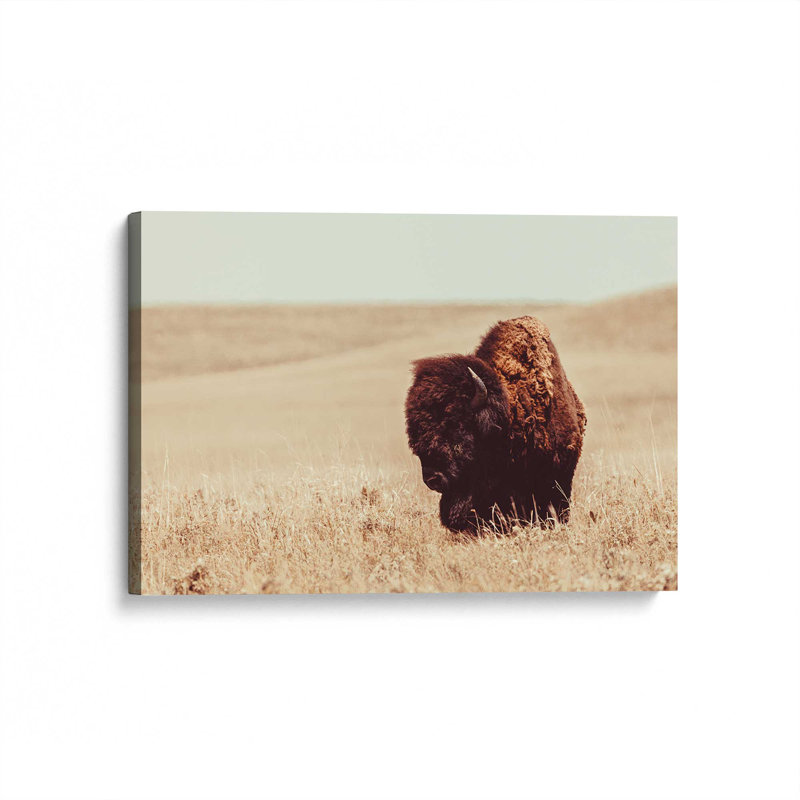 Grazing Bison Serenity Canvas Print, 12" H x 18" W x 1.25" D, Wrapped Canvas