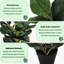 Figuier figuier, plante d'intérieur artificielle 32 pouces - verdure artificielle avec 45 feuilles réglables et pot noir