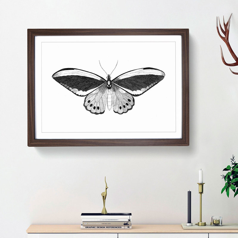 Papilio Butterfly in Black & White by George Shaw - Picture Frame Painting Print, 48cm H x 65cm W x 2cm D, Walnut Framed