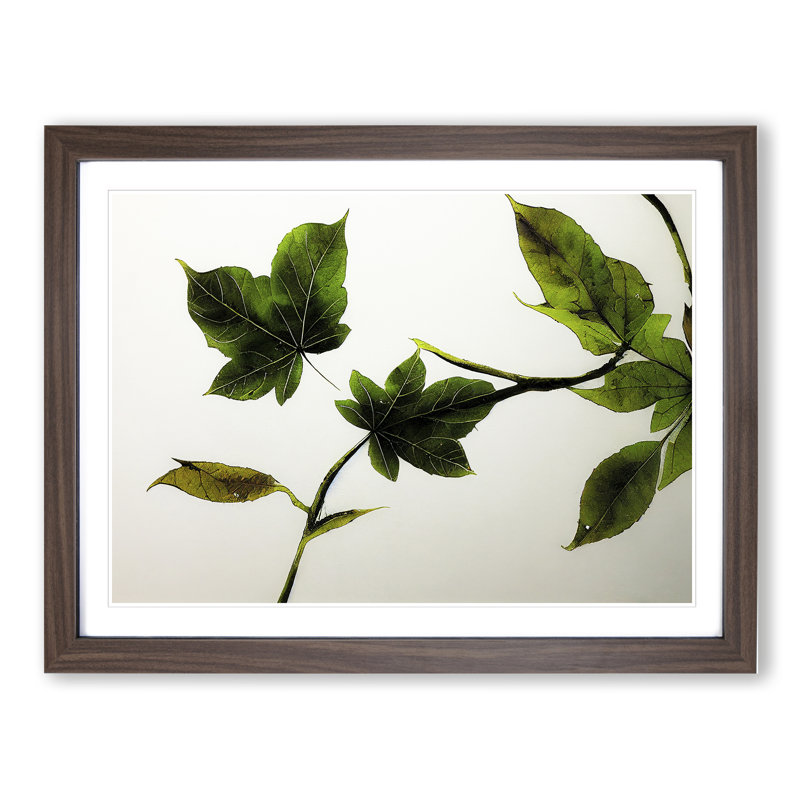 Garden Leaves - Single Picture Frame Print, 25cm H x 34cm W x 2cm D, Walnut Framed