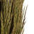 Zellmer 36'' H Preserved Plume Reed Bundle-1314829000