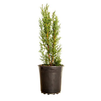 2.5 Quart Italian Cypress - Tall Skinny Evergreen Tress for Full Sun Landscapes