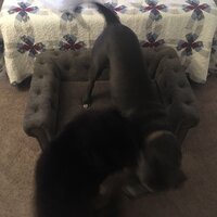 La-Z-Boy Newton Pet Sofa