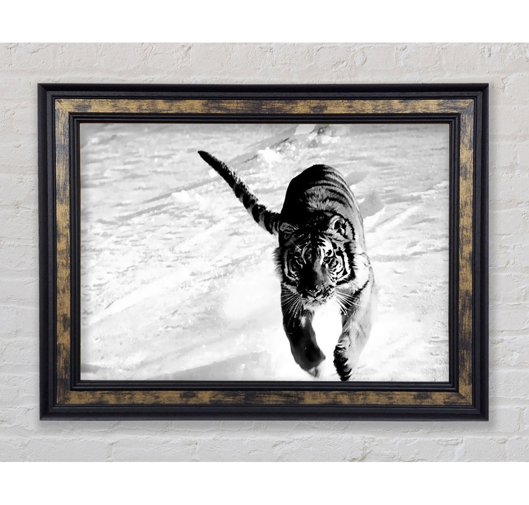 Tiger Running In Snow - Einzelner Bilderrahmen Kunstdrucke