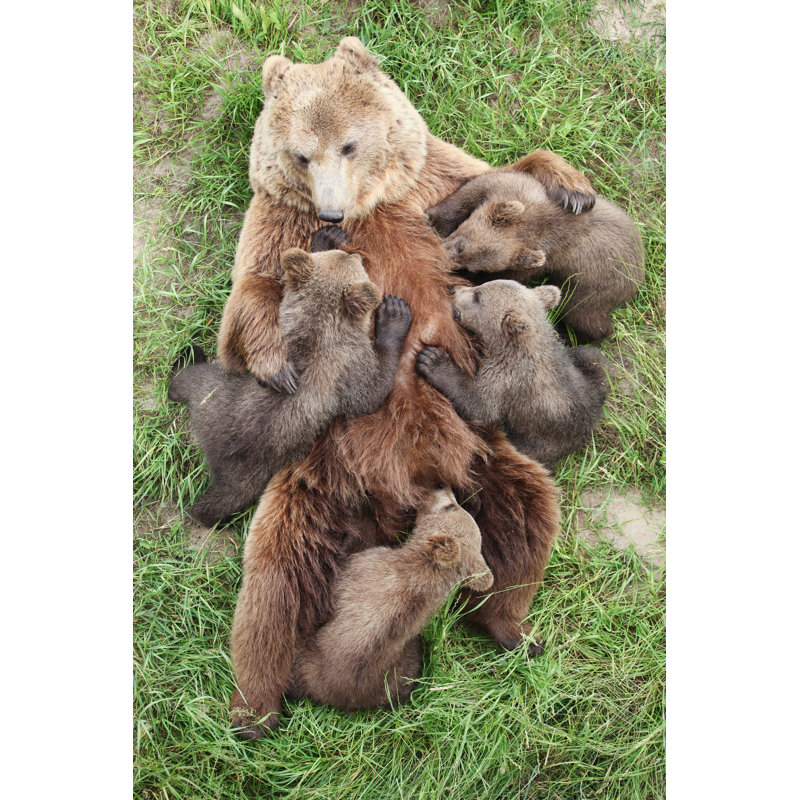 Brown Bears - Photographie sur toile tendue, L 8 po x H 12 po