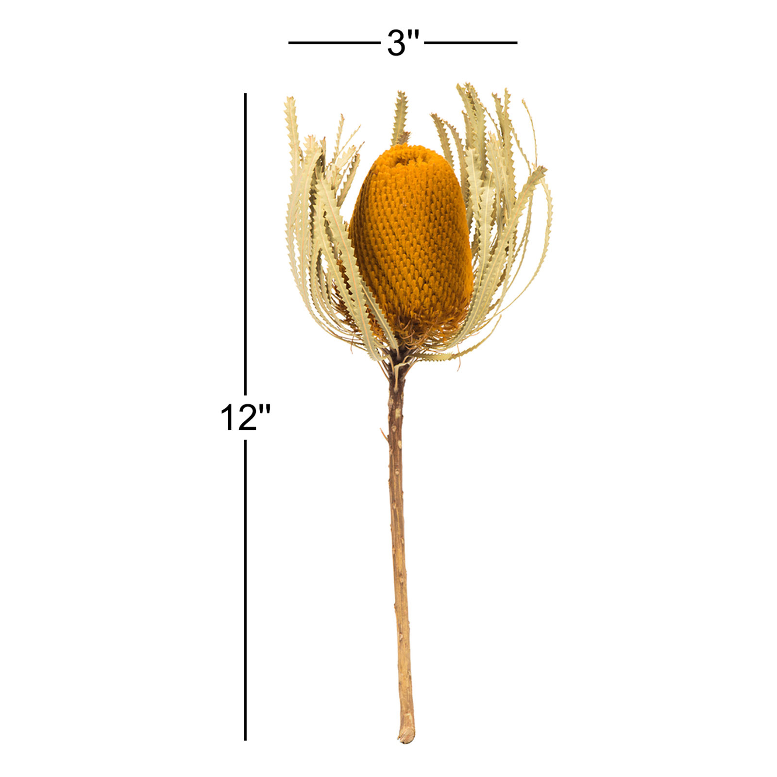 12" Jumbo Banksia Flower with Stem Dried, Aspen Gold