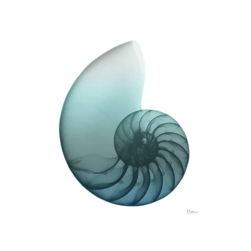 Water Snail IV by Albert Koetsier - Wrapped Canvas Print, 30.48cm H x 30.48cm W x 1.91cm D