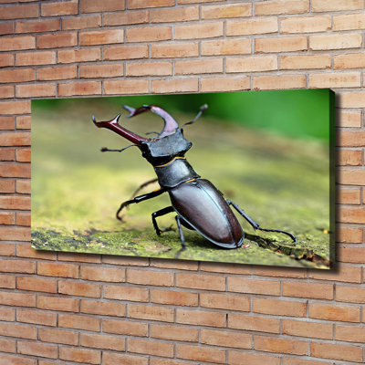 Beetle - Wrapped Canvas Print
