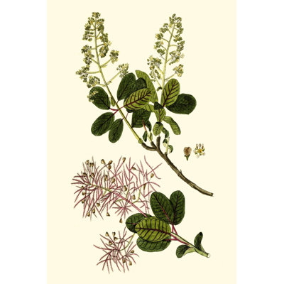 Olive Greenery I - Wrapped Canvas Painting
