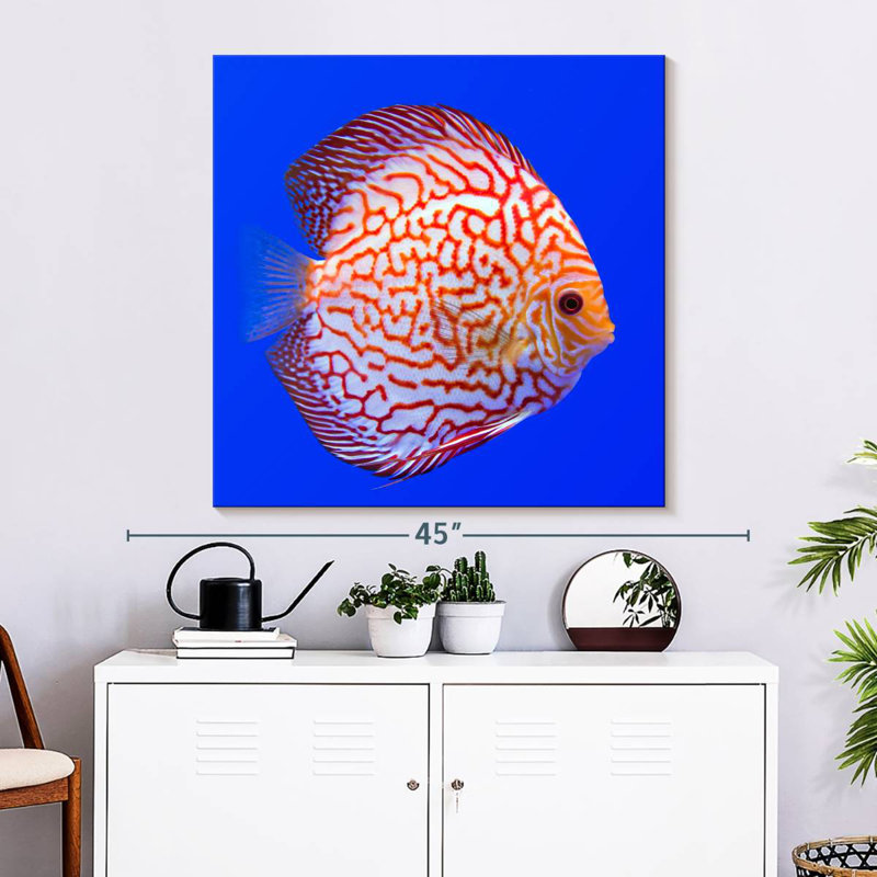 Brampt Exotic Discus Fish, 33'' H x 33'' W