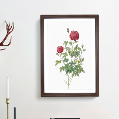 Burgundy Cabbage Rose by Pierre-Joseph Redoute - Picture Frame Art Print