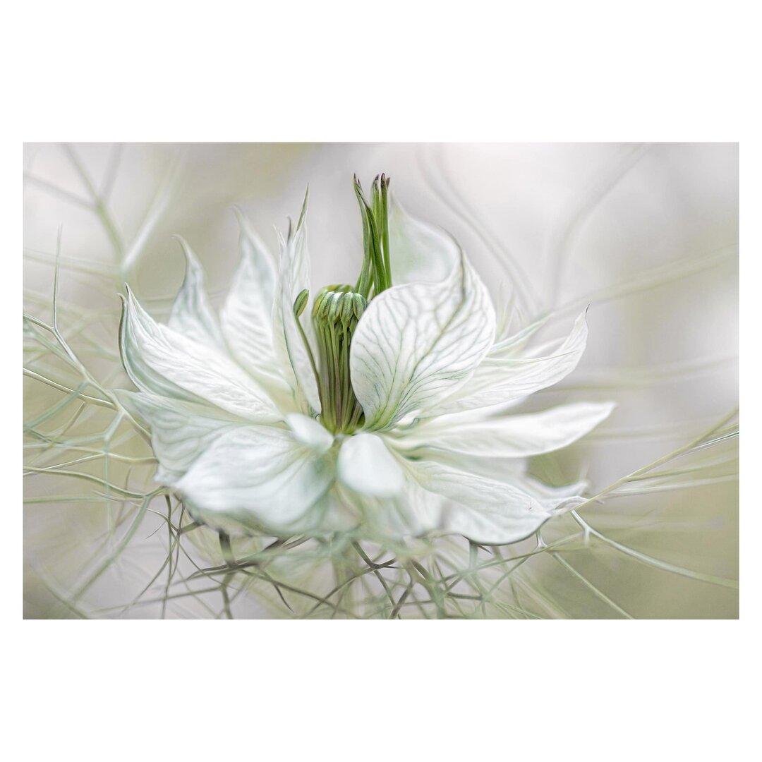 Matt Fototapete Weiße Nigella 1,9 m x 288 cm