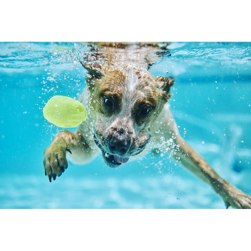 Rimersburg Dog Chases Ball - Wrapped Canvas Print, 30 cm H x 46 cm W x 3.8 cm D