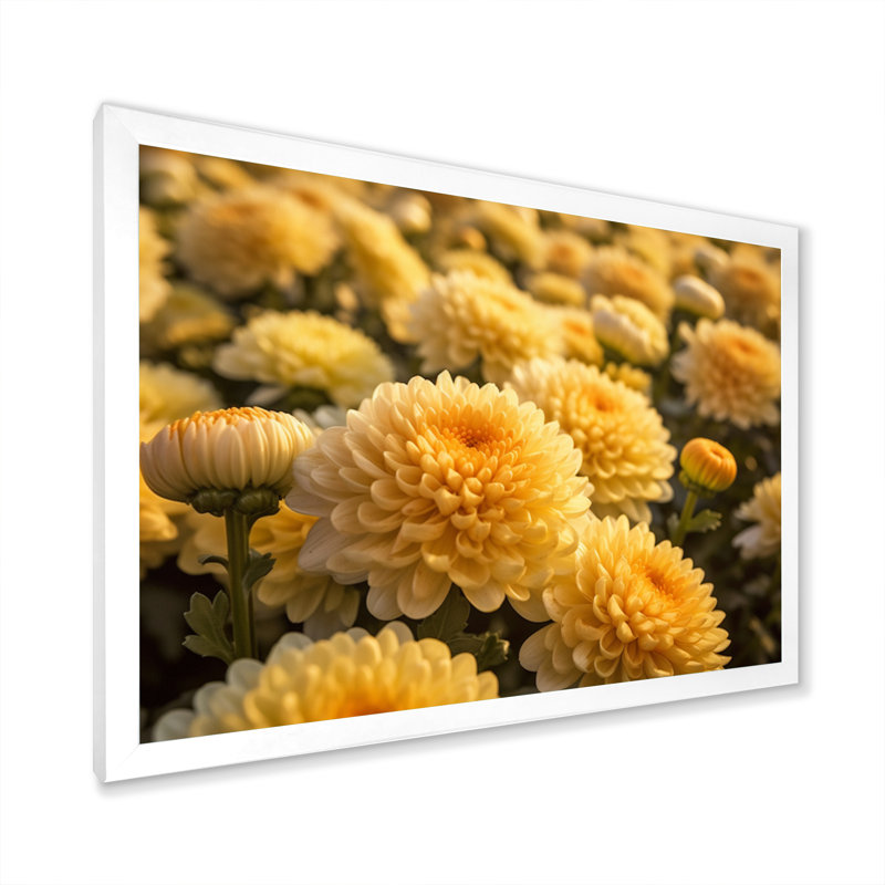 «Yellow Chrysanthemums Field» sur impression sur toile, H 30 po x l 40 po x P 1,5 po, Cadre simple blanc