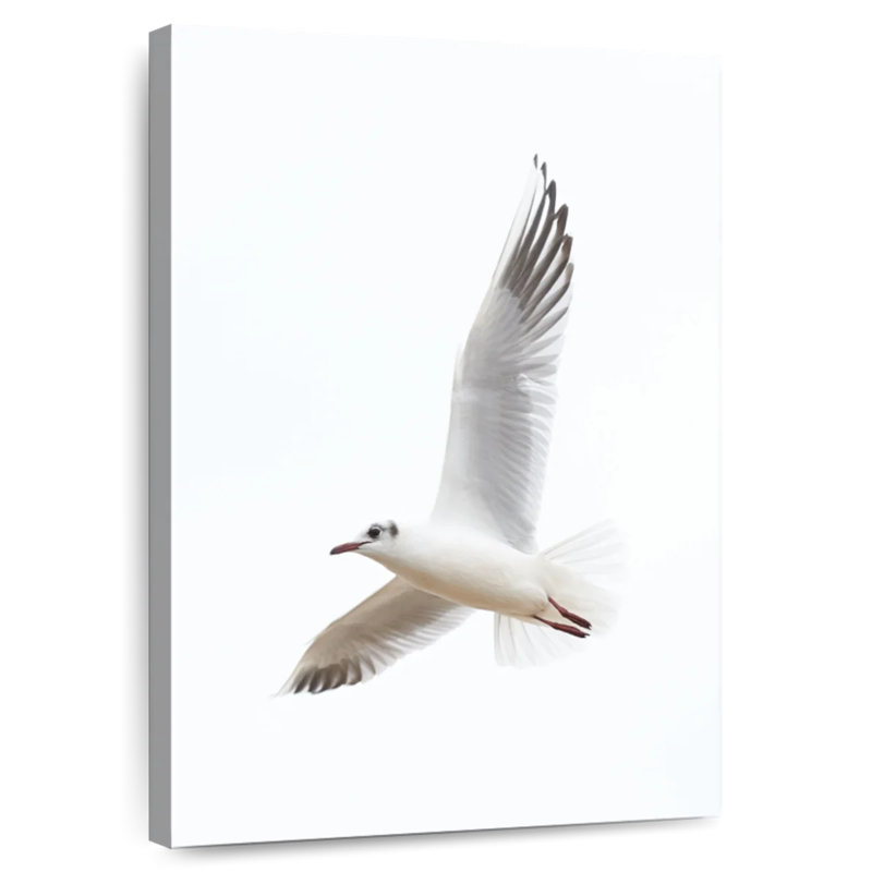 Brampt Flying Kittiwake Gull, 12" H x 8" W