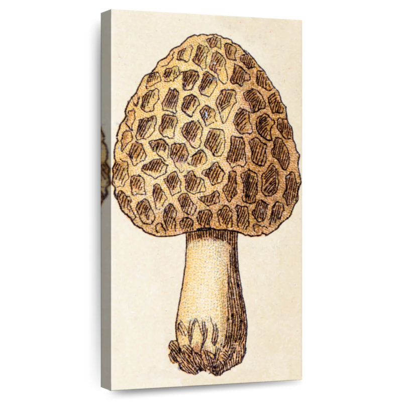 Morille et champignon, H 24 po x l 12 po