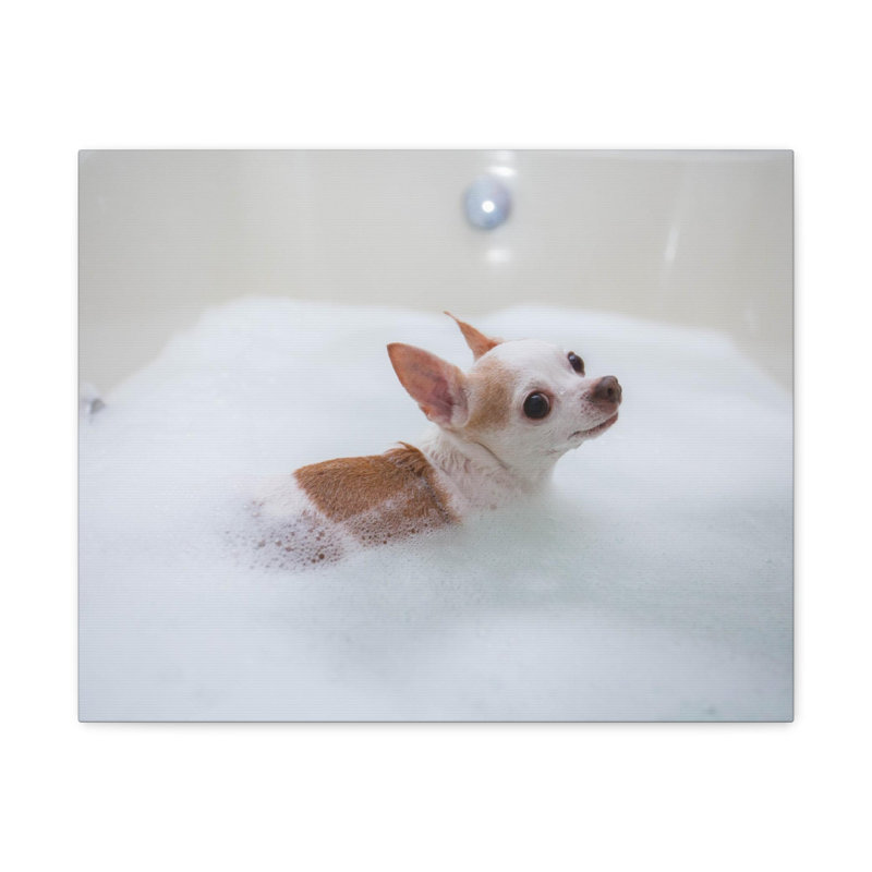 «Cute Chihuahua Bathee», art mural sur toile, H 18 po x l 24 po
