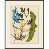 Colorful Sea Kelp 4 Print