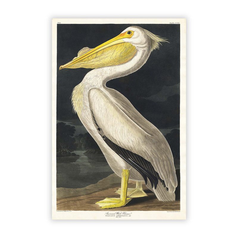 American White Pelican by John Audubon - Painting, Unframed Paper, 84.1cm H x 59.4cm W x 0.1cm D