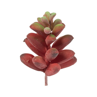Succulent Arrangement