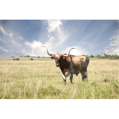 Texas Longhorn in Field by Codyphotography
