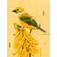 Yellow Bird Print by Hong, Hoa