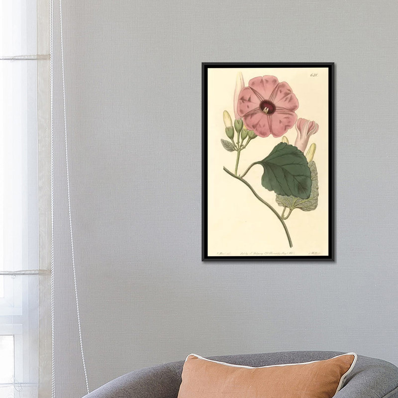 « ipomea jalapa », impression sur toile, H 26 po x l 18 po x P 1,5 po, Toile avec cadre noir, Pas de tapis