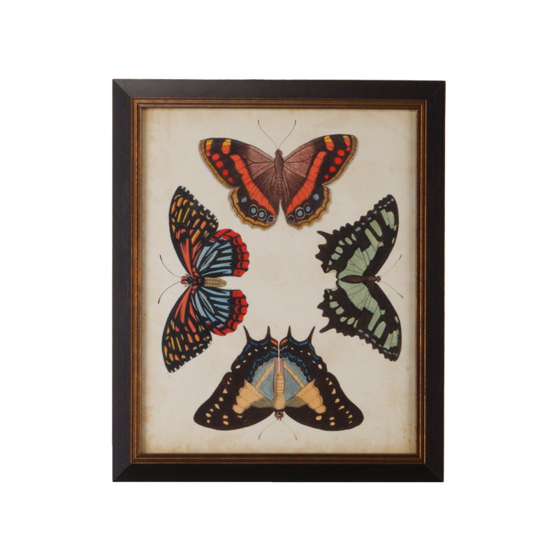 Display Of Butterflies IV Print