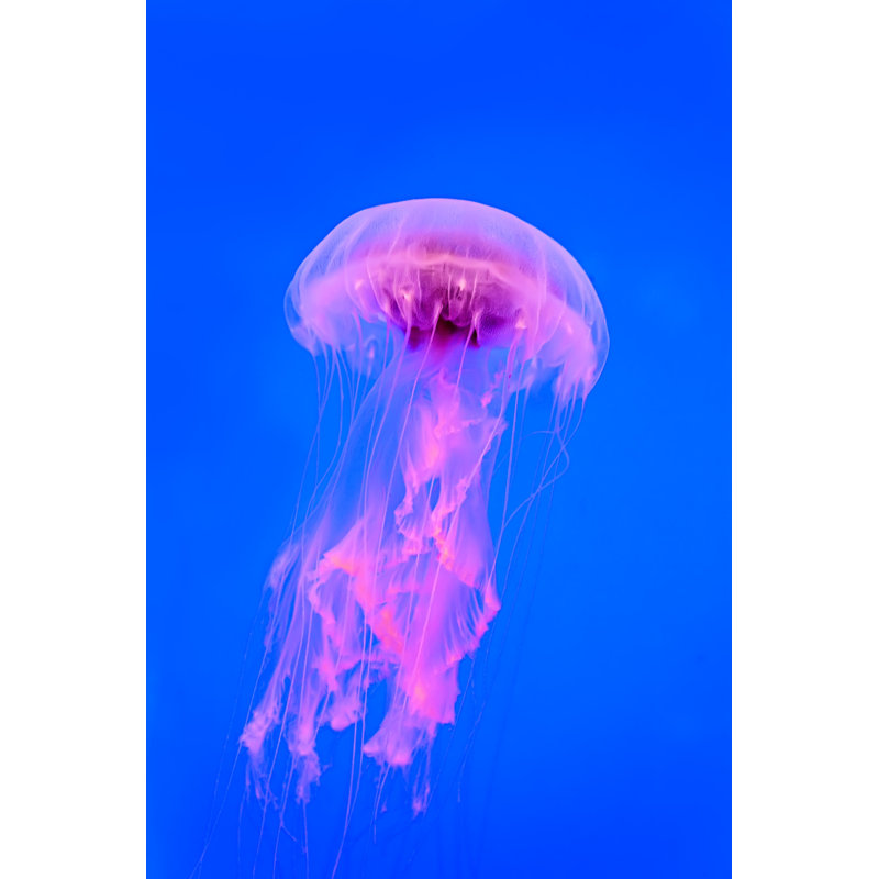 Jellyfish by Konstik - Wrapped Canvas Print, 76cm H x 51cm W