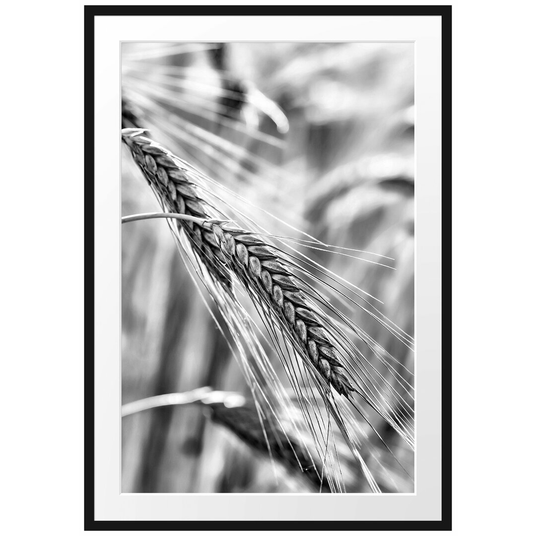 Gerahmtes Poster Weizen auf dem Feld