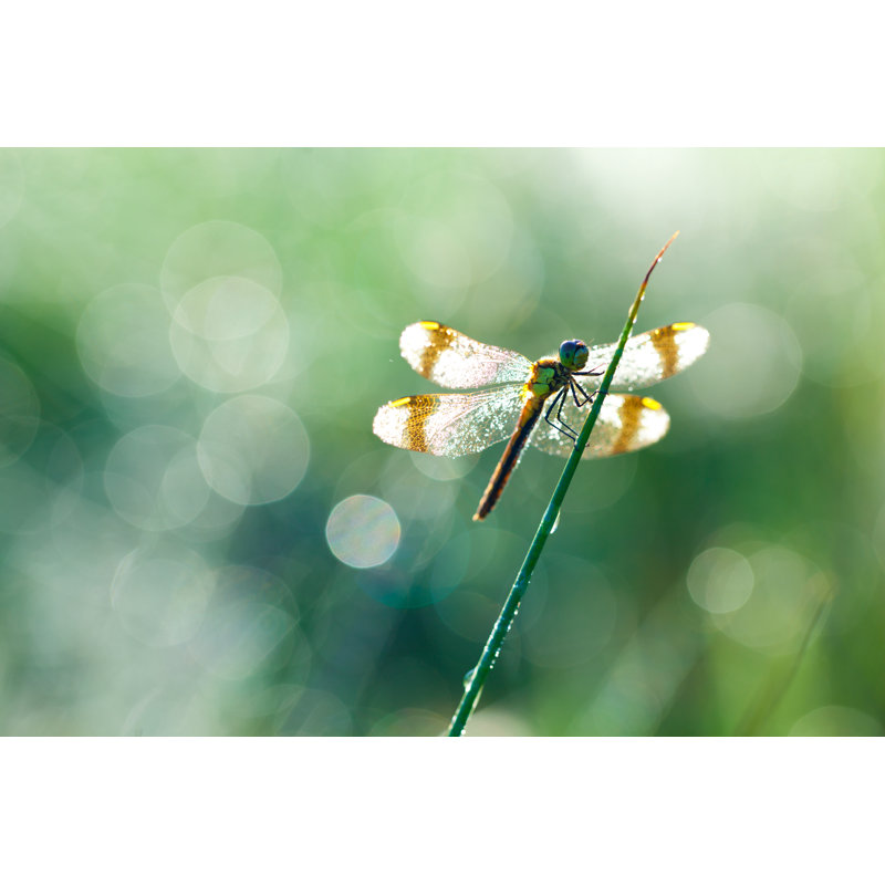 Macro of Dragonfly by Wingmar, 24" H x 36" W