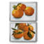 Citrus Grouping I - ensemble de 2 reproductions de cadres photo-1222083511-1222083506